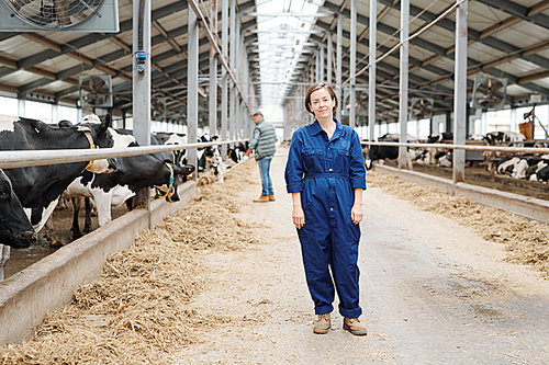 Happy young successful dairy farm staff in uniform standing in aisle between two long rows of milk cows during work