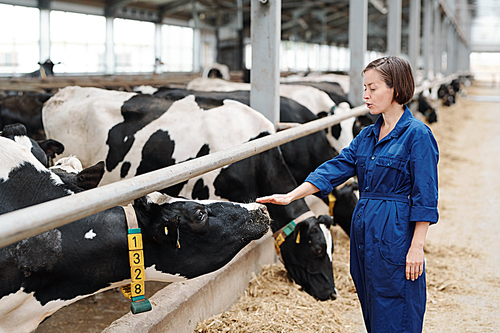 Young female worker of animal farm touching one of milk cows while standing by fence in front of livestock