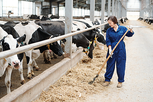 Happy young farmer or worker of contemporary dairy farm working with hayfork while standing by row of black-and-white cows