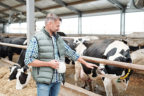 Young worker of contemporary farmhouse with jug of milk touching one of cows in cowshed while standing by fence