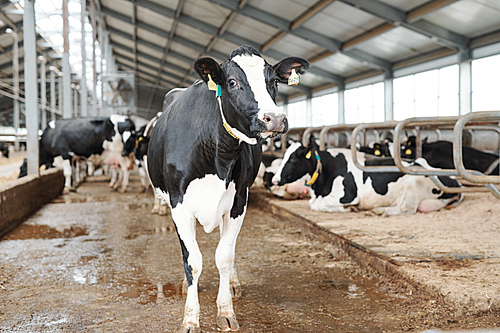 One of black-and-white milk cows standing in aisle of large contemporary dairy farm in front of camera