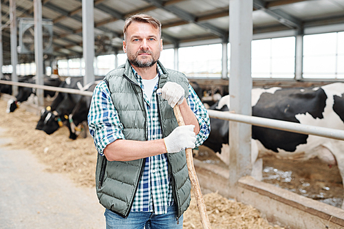 Bearded mature man in workwear and protective gloves holding hayfork while standing by cowshed with group of milk cows