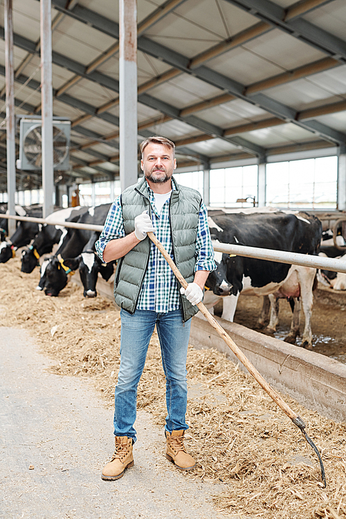 Young successful farmer with hayfork working by cowshed inside large dairy farm while 