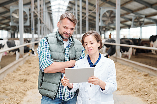 One of contemporary workers of dairy farm holding tablet while showing her colleague online information about livestock business