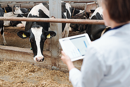 One of black-and-white dairy cows looking at worker of farmhouse out of fence of cowshed while eating hay