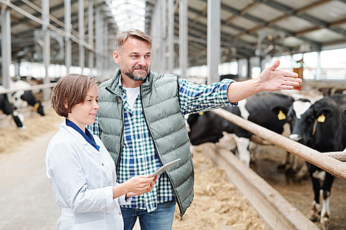 Confident head of modern farmhouse pointing at corner of cowshed while communicating with his female colleague during work