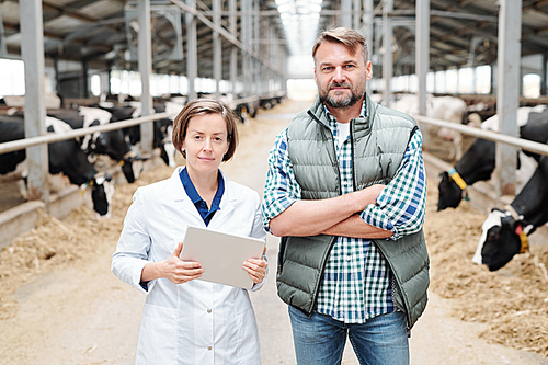 Two young contemporary workers of large dairy farm looking at you while standing in front of camera between cowsheds