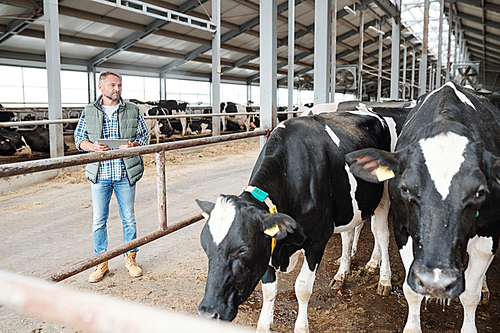 Confident worker of large dairy farm with touchpad standing by cowshed and looking at black-and-white milk cows