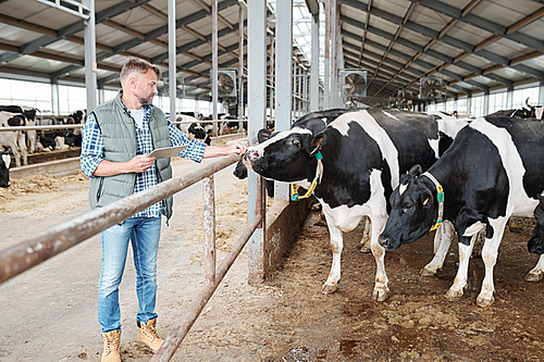 One of milk cows in cowshed touching hand of male worker standing by fence while browsing in the net during work