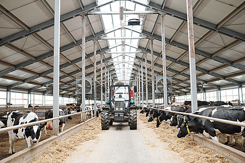 Tractor moving along aisle between two long cowsheds inside large contemporary dairy farm