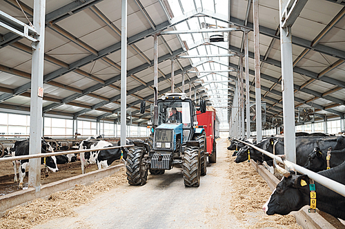 Worker of dairy farm sitting in tractor and moving between two long cowsheds while working in modern farmhouse