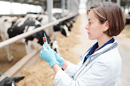 Young serious veterinarian in whitecoat and rubber gloves preparing syringe with vaccine for dairy cows