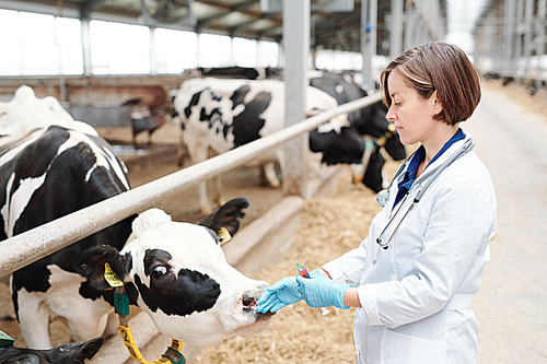 Young female veterinarian in uniform and protective gloves touching muzzle of dairy cow before making injection with vaccine