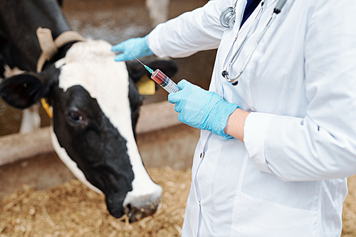 Gloved veterinarian in whitecoat holding syringe with vaccine on background of dairy cow in cowshed