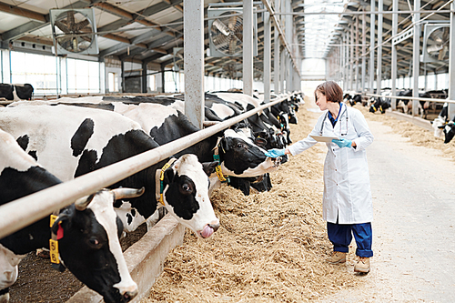 Young female carer of large farmhouse in gloves and whitecoat using touchpad while touching one of dairy cows in cowshed