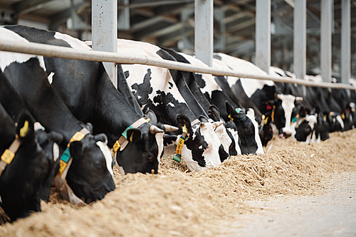 Long row of black-and-white dairy cows standing behind fence in cowshed while eating fresh hay inside animal farm