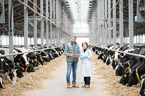 Two young confident workers of large contemporary dairy farm standing on long aisle between cowsheds in front of camera