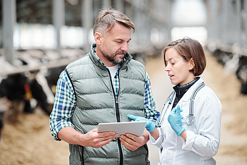 Young veterinarian in whitecoat and rubber gloves showing or explaining online information to worker of farmhouse