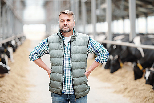 Serious mature male worker or head of contemporary dairy farm standing in front of camera on background of long cowsheds