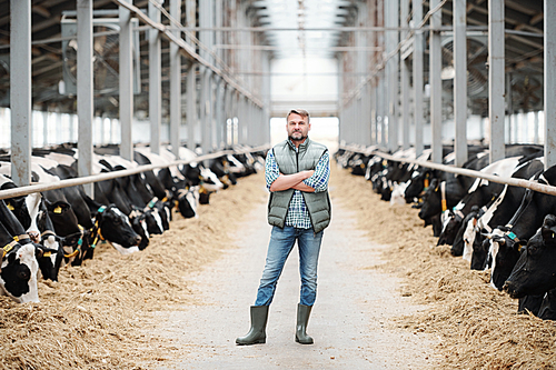 Confident cross-armed staff of farmhouse in workwear standing in long aisle between two cowsheds with black-and-white milk cows