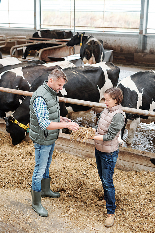 One of young workers of large dairy farm showing her colleague sample of hay for feeding cows and describing its quality