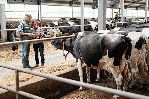 Two workers of dairy farm scrolling through online offers of food for livestock while standing by one of cowsheds