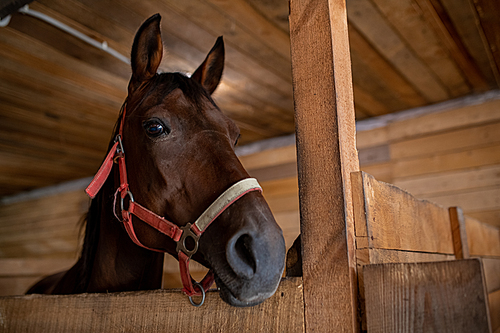 Head of young brown purebred racehorse standing in front of camera inside barn at rancho or stable