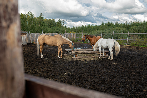 small group of domestic horses of various colors eating in rural  with forest on background and clouds above