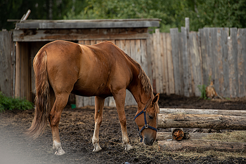 Young brown purebred domestic horse standing by trough and eating fresh hay on background of wooden fence