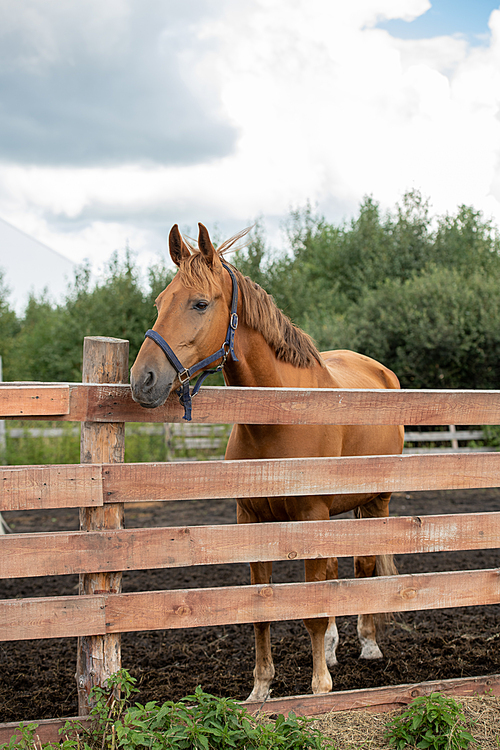 young healthy brown purebred mare standing behind wooden fence while chilling in rural  over cloudy sky