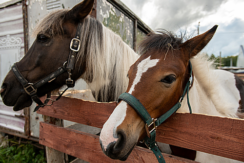 Purebred mare and stallion with white manes standing by wooden fence on territory of equestrian club with cloudy sky on background