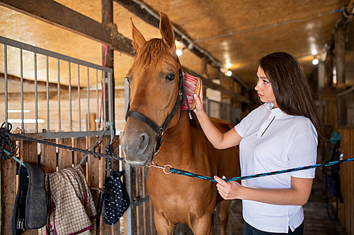 Young woman brushing mane of brown purebred racehorse while standing by her in stable before equestrian training