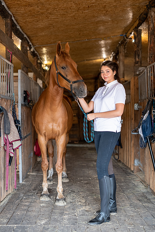 Young sportswoman in skinny jeans, black leather boots and white polo shirt standing by purebred racehorse inside stable