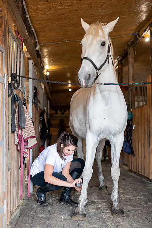 White purebred racehorse standing on wooden floor by barn while young active woman brushing her legs after training