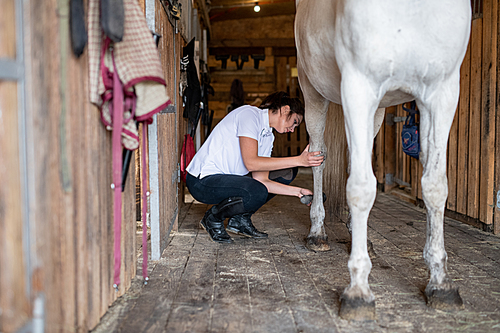Pretty young sportswoman in skinny jeans and white shirt using brush to clean legs of racehorse standing on wooden floor inside barn