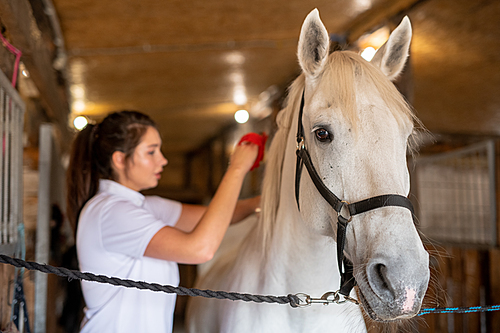 White young purebred racehorse standing in front of camera inside stable while female carer brushing her back