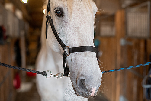 Muzzle of young white purebred mare or racehorse with bridles in front of camera standing inside stable