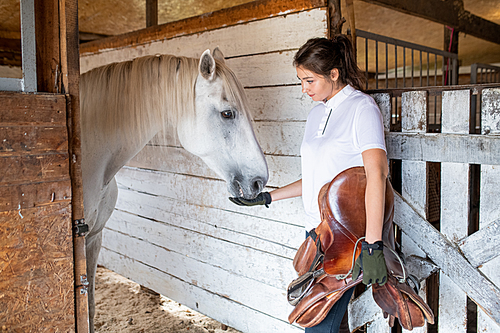 Young sporty woman holding brown leather saddle while feeding white purebred racehorse inside stable before race
