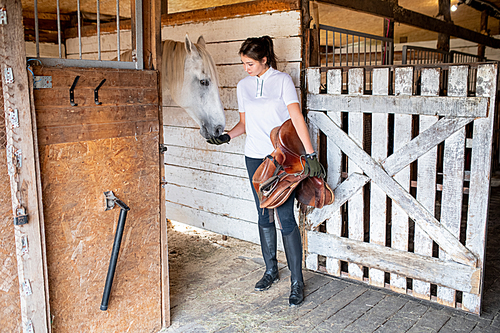 Young active female in polo shirt, skinny jeans, black leather boots and gloves standing by stable and feeding racehorse