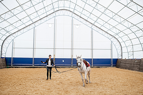 Young sportswoman holding bridles of white racehorse moving round sandy arena during training