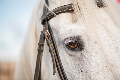 right eye and mane of white purebred racehorse with bridles on muzzle standing in natural