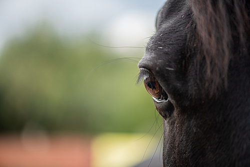 right brown eye with eyelashes of young black purebred racehorse on background of rural
