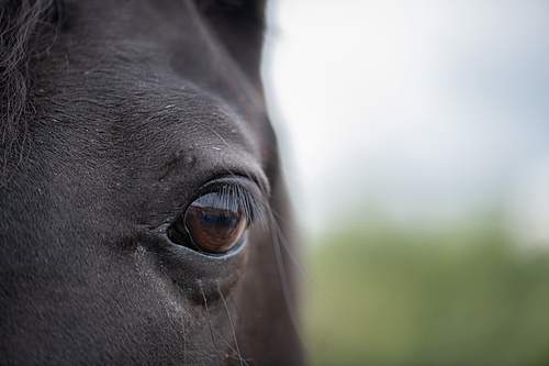 left brown eye with eyelashes and short hair around of black mare or racehorse in natural