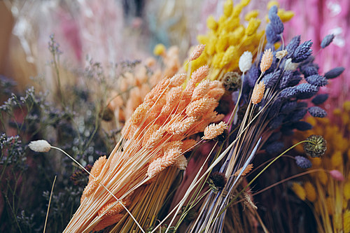 Close-up of beautiful dried grass flower bunches placed in flower or decoration store, copy space