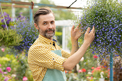 Successful middle aged gardener in apron standing inside greenhouse by small blooming flowers in front of camera