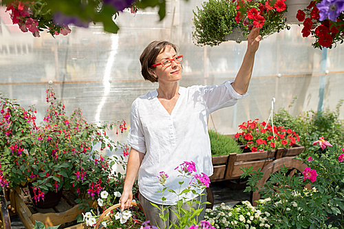 Happy young woman in casualwear touching one of potted petunias while standing among flowers