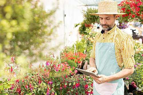 Mature farmer in hat and apron using digital tablet to find information about new sorts of flowers in the net