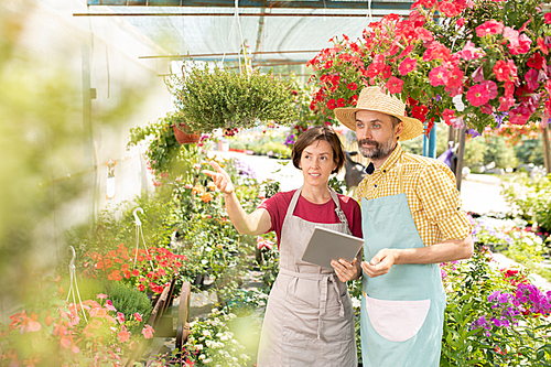 Two farmers of gardeners in aprons looking at one of flowers while discussing new sort and surfing for online information about it