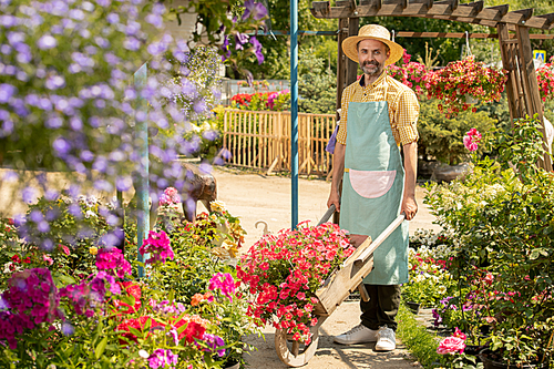 Mature bearded male gardener with cart standing between flowerbeds while taking care of new sorts of flowers