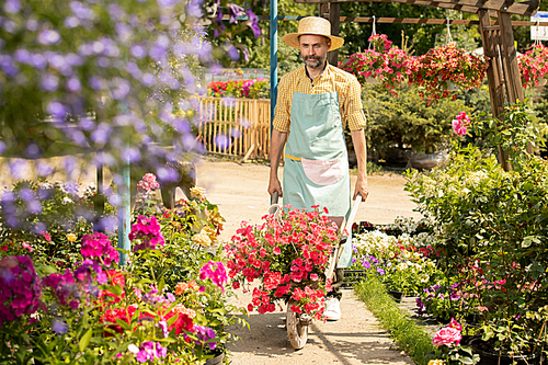 Mature farmer in hat and apron moving along flowerbeds in his garden while going to plant new sorts of flowers